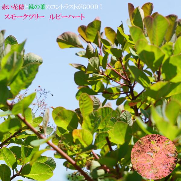 スモークツリー ルビーハート 7号鉢植え : 苗木部 花ひろばオンライン