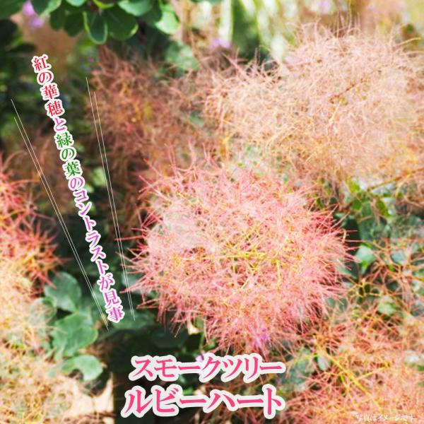 Cdjapan スモークツリー ルビーハート ポット苗 煙の木 Proxy Shopping Service Yahoo Shopping