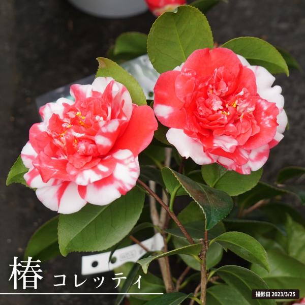 camellias様 ご注文苗 椿3苗