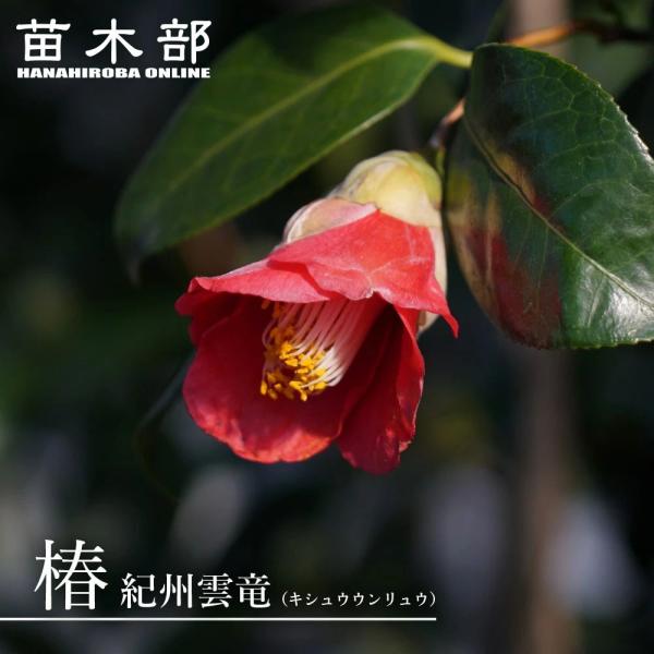 hanahirobaonline_niwaki-