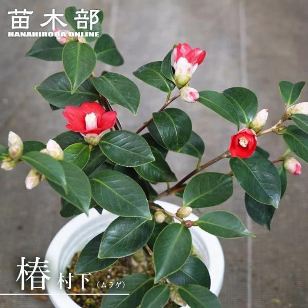 椿 苗 村下 （ムラゲ） 接木 白鉢植え 開花 1〜3月頃 : 苗木部 花