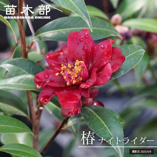 椿 苗 ナイトライダー 接木 白鉢植え 開花 3〜4月 : 苗木部 花ひろば