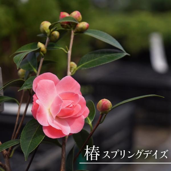 NANCI ナンシー FLOWER STORIES 花の物語 椿 ピンク 月が盗んだ