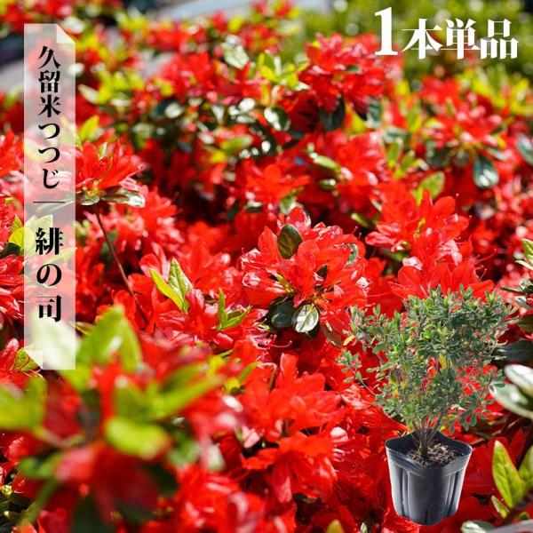 hanahirobaonline_niwaki- hanahirobaonline_niwaki-
