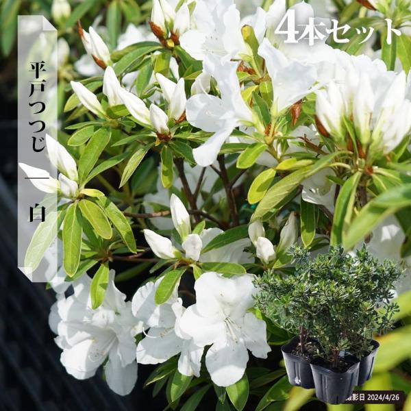 八重咲きツツジ　白に赤も有る色　花苗　苗木　抜き苗発送 八重咲きツツジ白に赤も有る色花苗苗木抜き苗発送