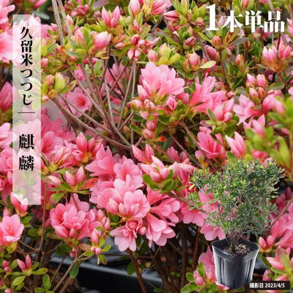 ツツジ 苗 クルメツツジ 麒麟/キリン 4号ポット苗 爆買いweek : 苗木部