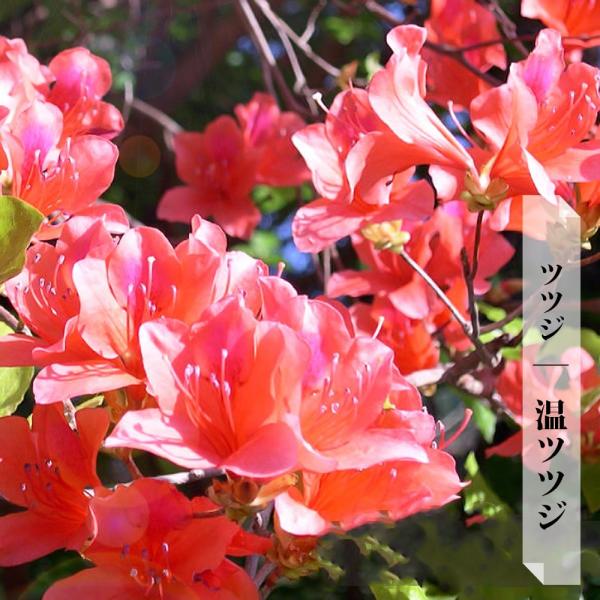 オンツツジ【現品発送】管理80353 hanahirobaonline_niwaki-