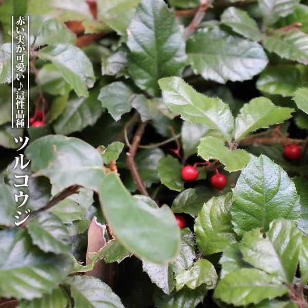 ●品種の特徴晩秋から冬にかけて赤い実が塾し、正月飾りにも使われます。ヤブコウジに似ていますが、茎がつる状で横に這うように伸びていきます。耐陰性があり日陰のグランドカバーや和風の庭の下草によく合います。「ヤブコウジ属」は「サクラソウ科」に変更...