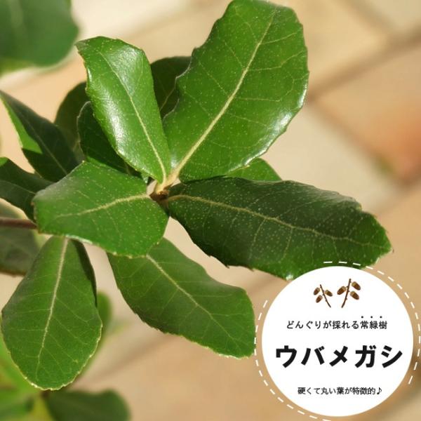 どんぐりの木 ウバメガシ 1年生ポット苗 爆買いweek : 苗木部 花ひろば