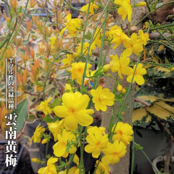 ●品種の特徴ウンナンオウバイ（雲南黄梅）は別名オウバイモドキとも言い、黄梅とは別種ではあるもののオウバイとそっくりです。黄梅のほうは花が小さく落葉性です。中国雲南省原産の常緑低木で、梅の時期に梅に似た黄色い花を咲かせることからこの名になりま...