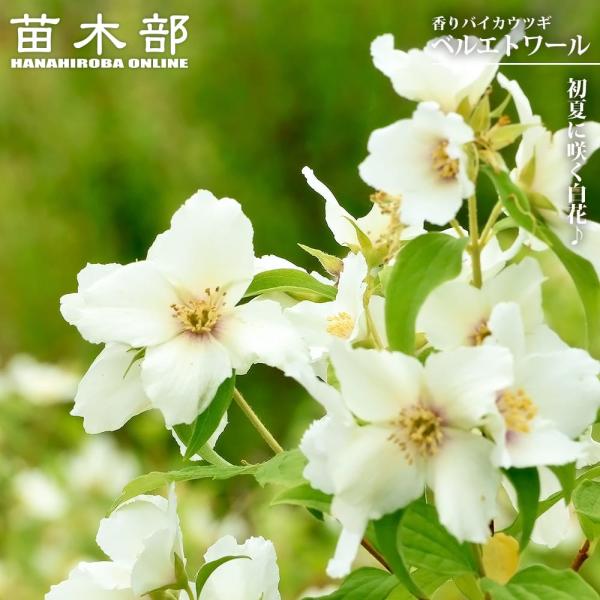 hanahirobaonline_niwaki-utsugi