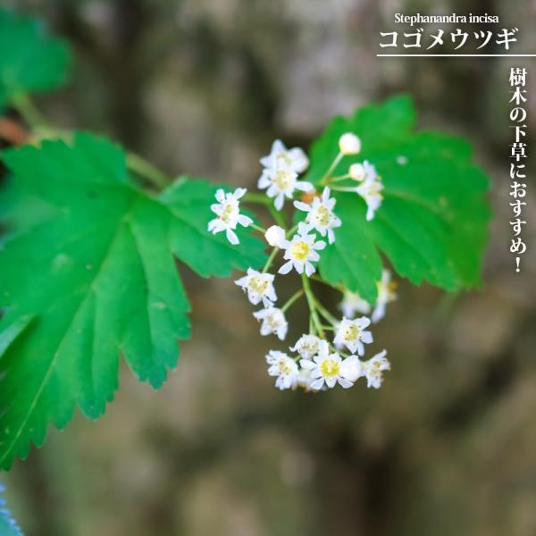 ●品種の特徴コゴメウツギの珍しい斑入り種です。芽吹きはピンク色で、春の新緑に明るく広いクリーム色の斑が入り、夏になるとライムグリーン〜グリーンになります。斑の入り方は季節で変化します。刈り込みにも強いので、剪定して枝を分岐させておくと新芽が...