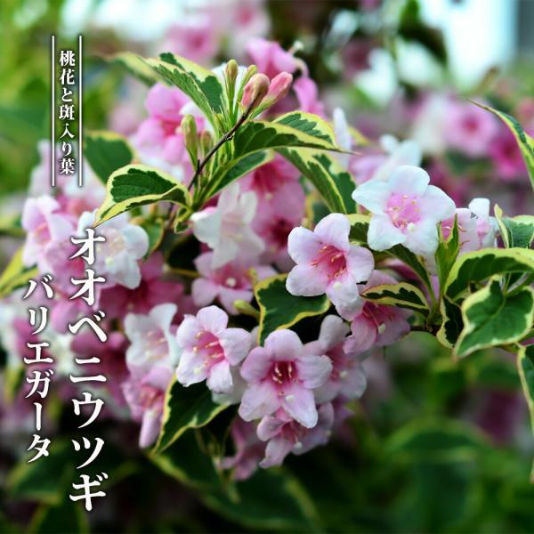 オオベニウツギ バリエガータ ポット苗 : 苗木部 花ひろばオンライン