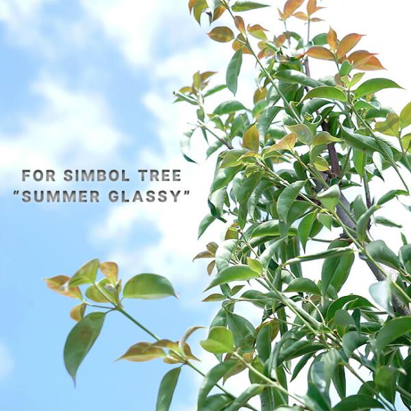 ヤマボウシ サマーグラッシー