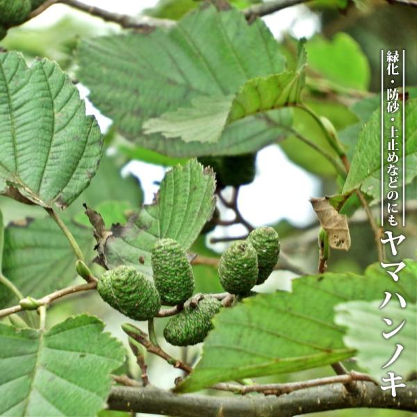 ●品種の特徴「ヤマハンノキ」は、湿地に自生するハンノキの中でも山地で見られるため、その名が付きました。生育旺盛で大木になりやすく、大きいもので幹が直径80ｃｍくらいに成長することも。樹皮は紫を帯びた黒褐色で樹齢を重ねるごとに灰色の皮目が入り...
