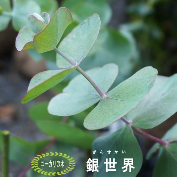 現品、ユーカリの苗※銀世界 園芸ネット本店｜ユーカリ：銀世界（ギンセカイ）3-3.5号ポット の通販