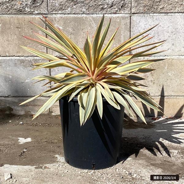 hanahirobaonline_niwaki-yucca-