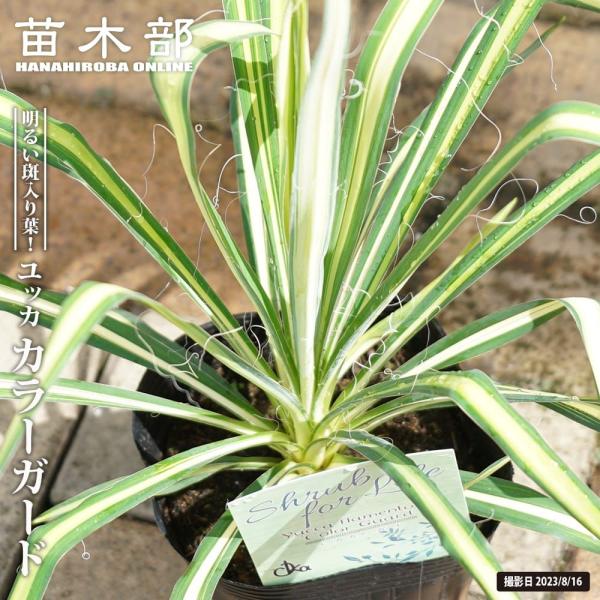 hanahirobaonline_niwaki-yucca-