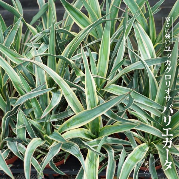 ユッカ　グロリオサ　バリエガータしっかりとした芋付き hanahirobaonline_niwaki-yucca-