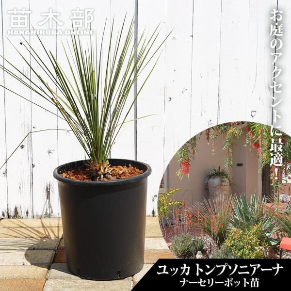 ユッカ　トンプソニアーナ hanahirobaonline_niwaki-yucca-
