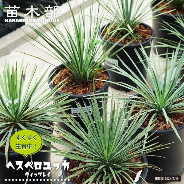hanahirobaonline_niwaki-yucca-