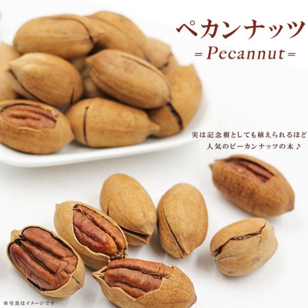 ペカンナッツ （ピーカンナッツ） 実生 1年生苗 : 苗木部 花ひろば