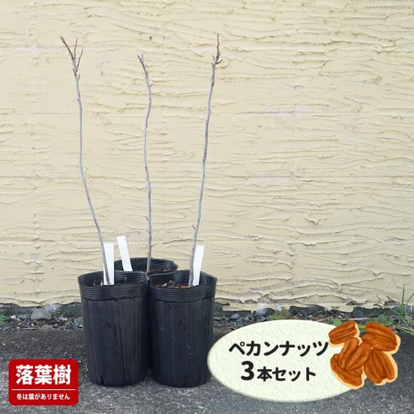 このはなペカン3種3株セット お得な3本セット ペカンナッツ （ピーカンナッツ） 2年生実生苗 : 苗木