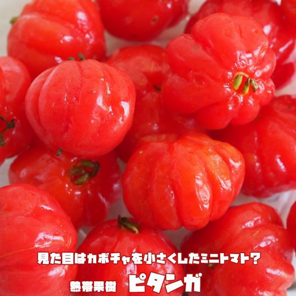 た*こ様 ピタンガ 優良品種ラバー　熱帯果樹　結実経験あり ピタンガ ラバー種 ポット大苗 常緑性のある熱帯果樹 大型宅配便 沖縄