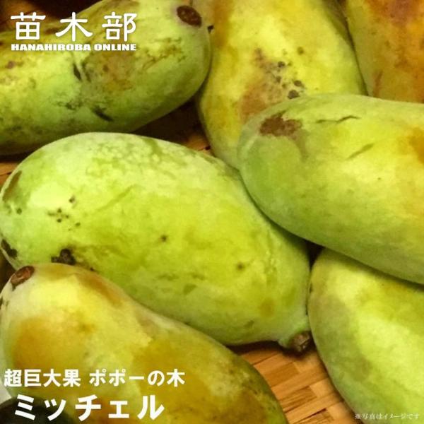 ポポー 苗木 ミッチェル 2年生接木苗 6号ロングポット