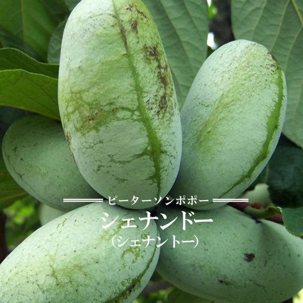 ポポーの木 シェナンドー 4年生 接ぎ木 大苗 西濃運輸お届け （北海道