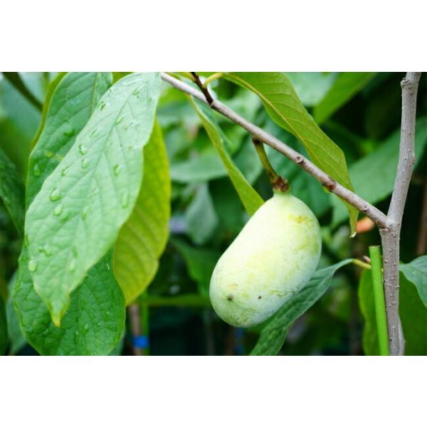 ウェールズ ポポー 1年生 接ぎ木 苗 Buyee 日本代购平台 产品购物网站大全 Buyee一站式代购 Bot Online