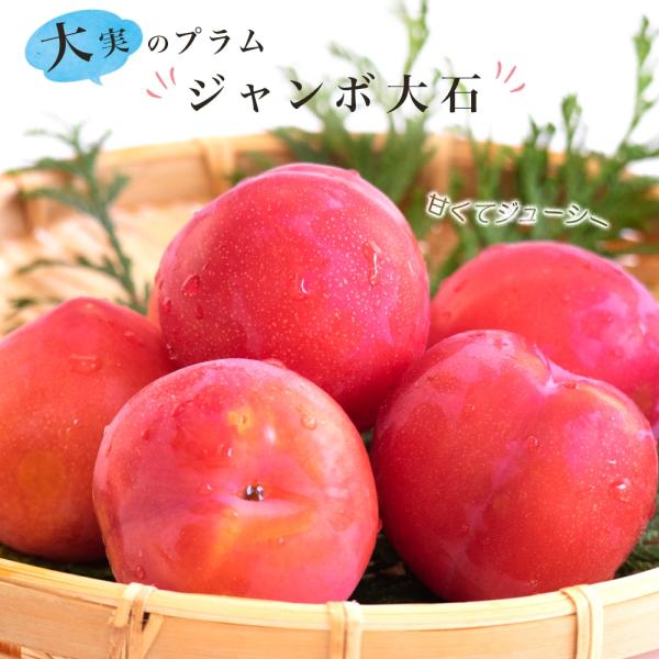 すもも 苗木 ジャンボ大石 1年生接木苗 予約販売11〜12月頃入荷予定