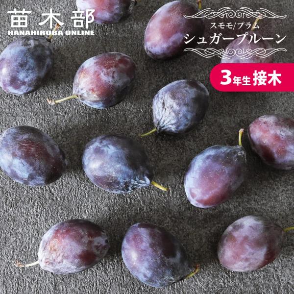 プルーン 苗木 シュガープルーン 3年生接木大苗 産地で剪定済 1.0m苗