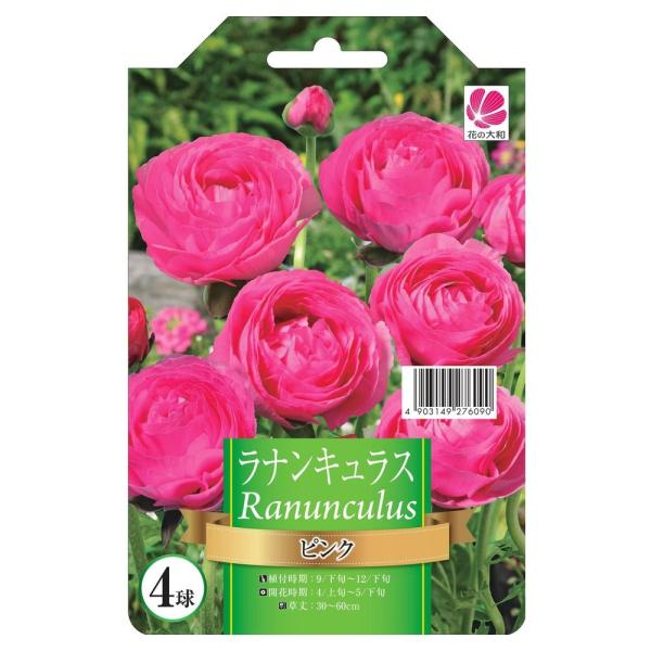 ウルトラあおむし　ラナンキュラス　球根 ウルトラあおむし ラナンキュラス 球根 ウルトラあおむし様専用