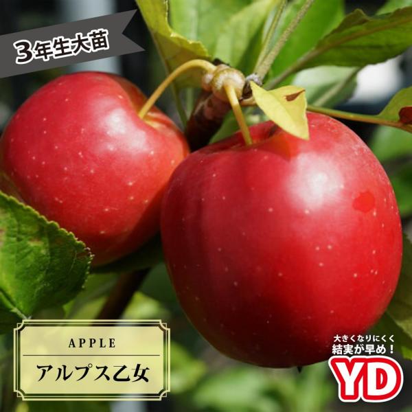 ●品種の特徴アルプス乙女はいわゆるミニリンゴで、その中でも一、二を争うほどの人気の品種です。アルプス乙女は甘味の中にほどよい酸味があり、果汁も多め。小さいながらもりんごらしい風味が味わえます。食べるだけでなく、真っ赤になった果実は鑑賞価値も...