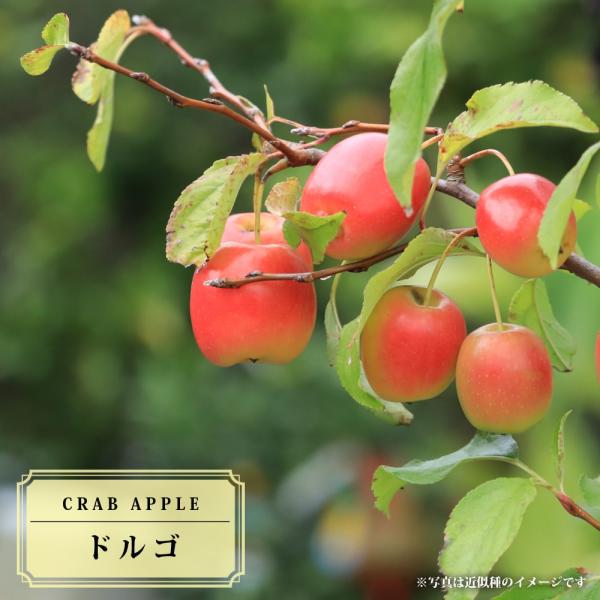 リンゴ 盆栽の人気商品 通販 価格比較 価格 Com