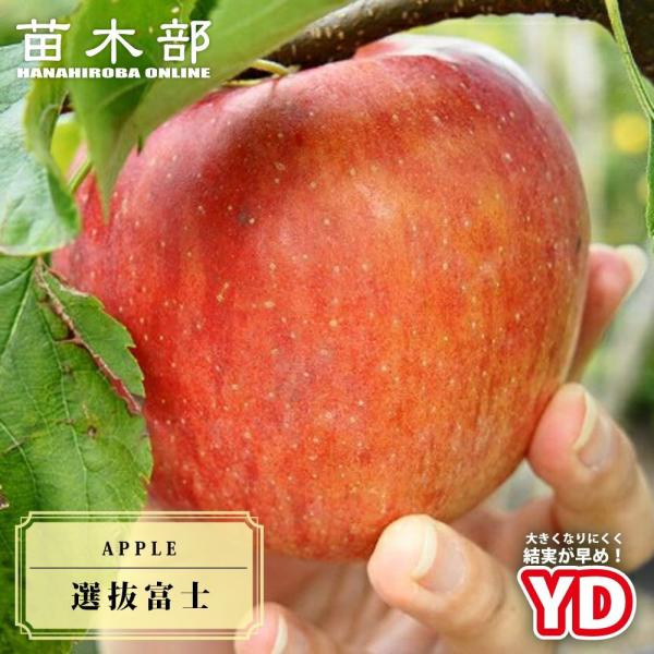 ●品種の特徴ふじはゴールデンデリシャスと国光の交配種の富士の中から優良な系統を選抜した選抜種です。おいしい実の系統を選抜して育苗し、接木しております。甘みも強く、歯ごたえが良いので人気です。早生品種だと暖地では着色しにくいので、暖地での栽培...