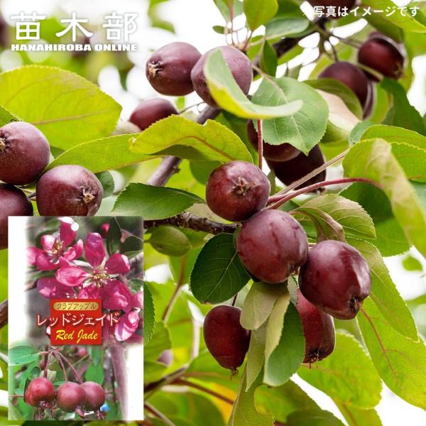 姫りんご 苗木 レッドジェイド 2年生接木苗 7号ロングスリット 限定