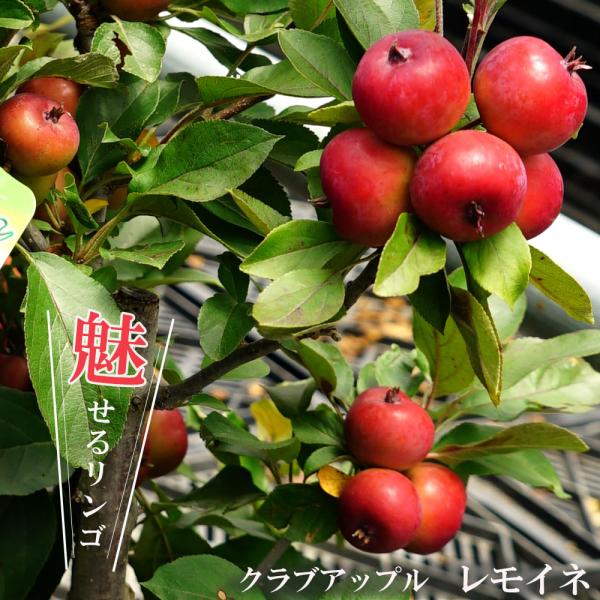 hanahirobaonline_ringo-remoine-02