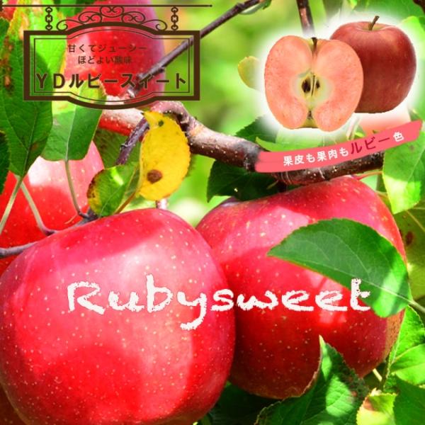 りんご YDルビースイート 2年生 わい性台木 接ぎ木 苗 ロングスリット鉢植え  登録品種・品種登録 予約販売9〜10月頃発送予定。
