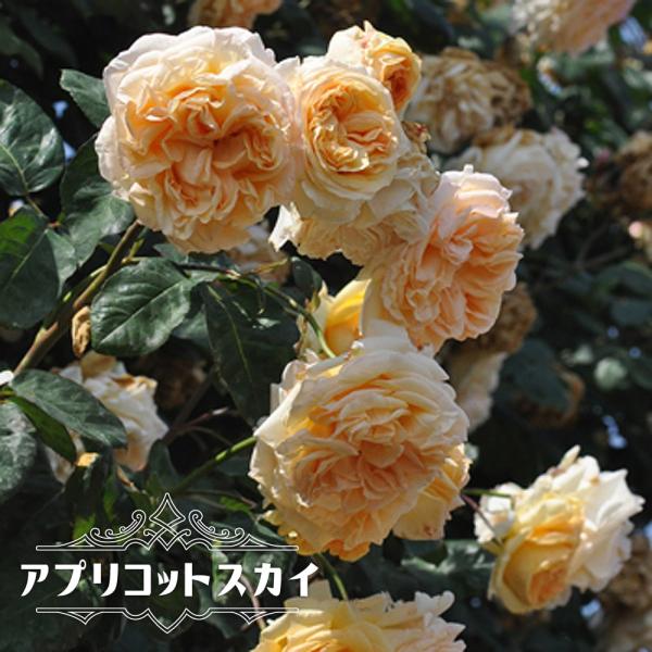 hanahirobaonline_rose-apricotsky02