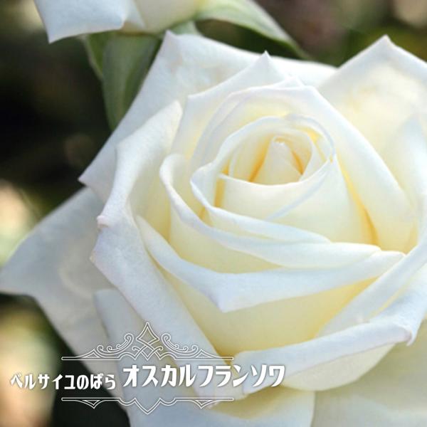 バラ苗 ベルサイユのばら オスカルフランソワ 大苗 木立バラ メイアン 四季咲き バラ苗木 Dejapan Bid And Buy Japan With 0 Commission