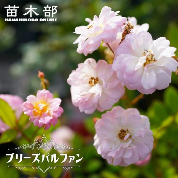 四季咲き つるバラ ブリーズパルファン 2年生大苗 : 苗木部 花ひろば