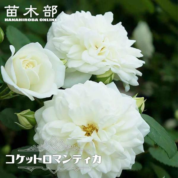 hanahirobaonline_rose-cl--