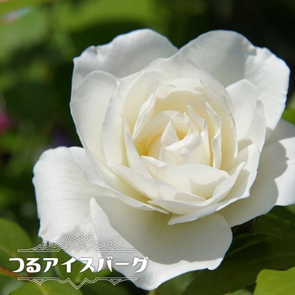 バラ苗 つるアイスバーグ 大苗 つるバラ 白色 強健 バラ 苗 つる性 つるばら 初心者に超おすすめ 予約販売12 翌1月頃入荷予定 Rose Cl Aisuba Gu 2 苗木部 花ひろばオンライン 通販 Yahoo ショッピング