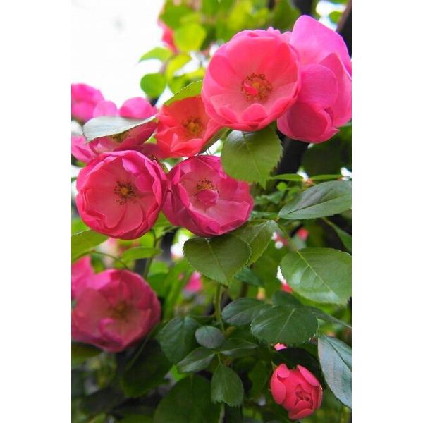 バラ苗 アンジェラ 大苗 つるバラ 四季咲き ピンク 強健 バラ 苗 つるばら Buyee Buyee 일본 통신 판매 상품 옥션의 대리 입찰 대리 구매 서비스