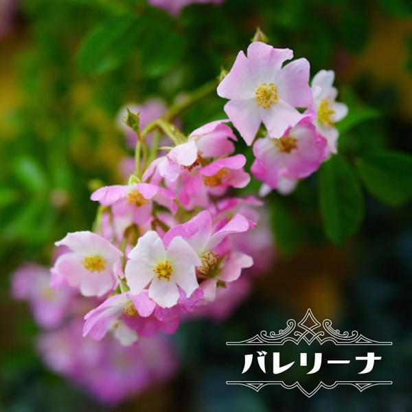 つるバラ バレリーナ 2年生大苗