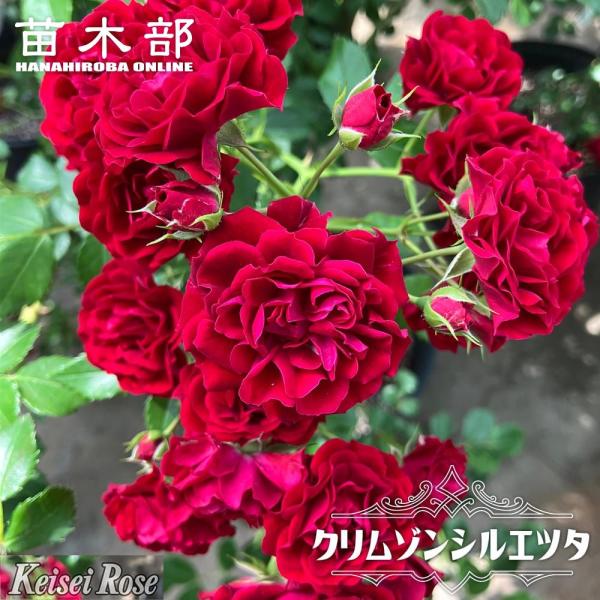 ●品種の特徴クリムゾンシルエッタは、クリムゾンレッドのポンポン咲きの花がたくさん咲く品種です。シルエッタシリーズは、従来のランブラーローズが持つしなやかな枝や房状の小輪花の可憐さはそのままに、2ｍほどでも自然に咲き続ける画期的なシリーズです...