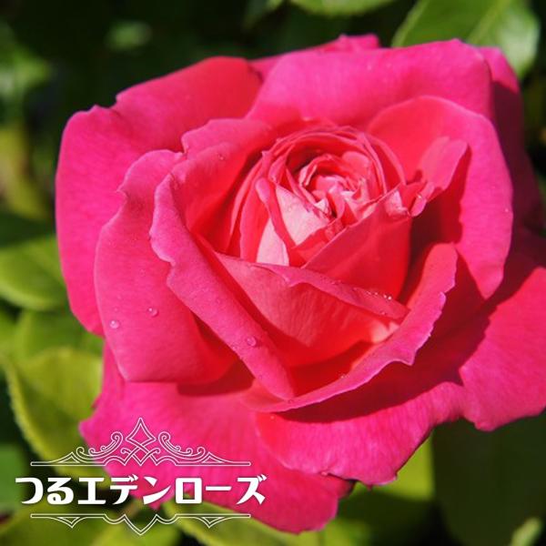 バラ苗 つるエデンローズ 大苗 つるバラ ピンク 強香 バラ 苗 つるばら 予約販売12月〜翌年1月中に順次入荷。