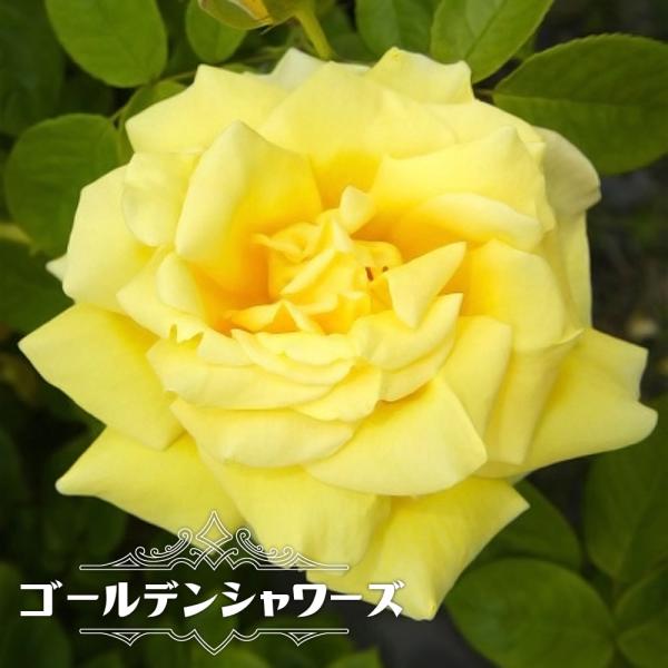 バラ苗 ゴールデンシャワーズ 長尺苗 つるバラ トゲが少ない 四季咲き 黄色 つるばら 大型宅配便 沖縄 離島不可 予約販売9 10月頃入荷予定 Rose Cl Go Rudenshawa Chojaku 苗木部 花ひろばオンライン 通販 Yahoo ショッピング